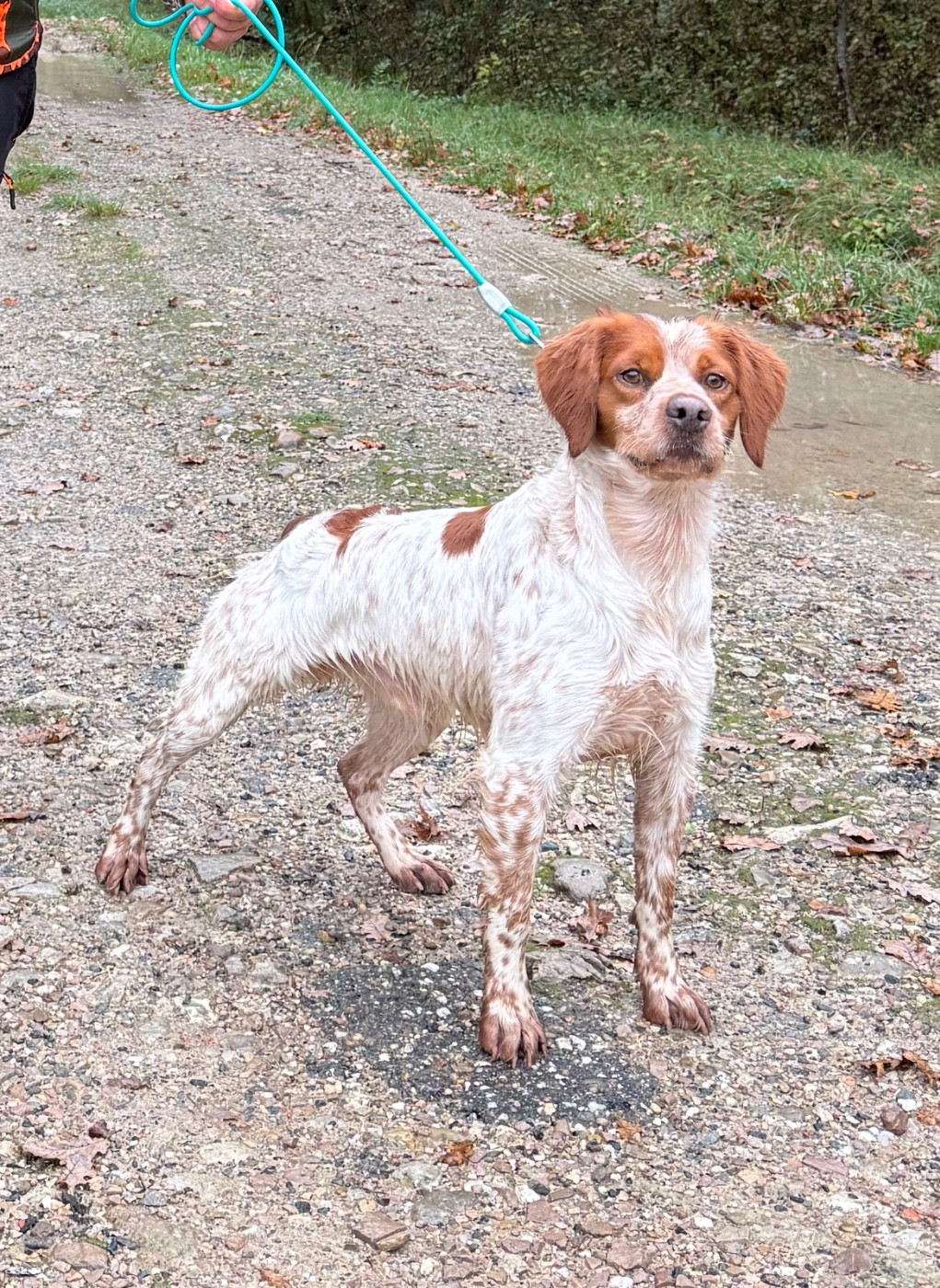 TR. Unik De La Pointe De Roumagnac