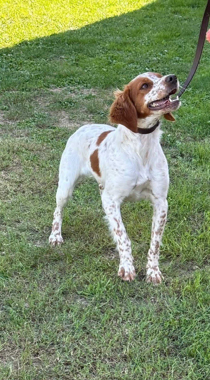 Volta De La Pointe De Roumagnac