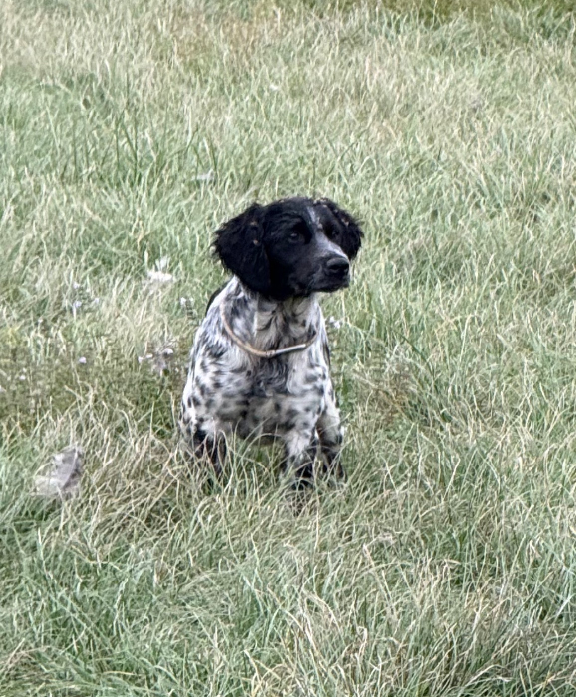 Arès 5 mois à vendre