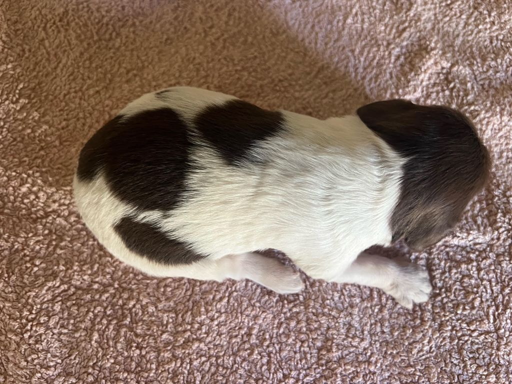 De La Pointe De Roumagnac - Chiots disponibles - Epagneul Breton