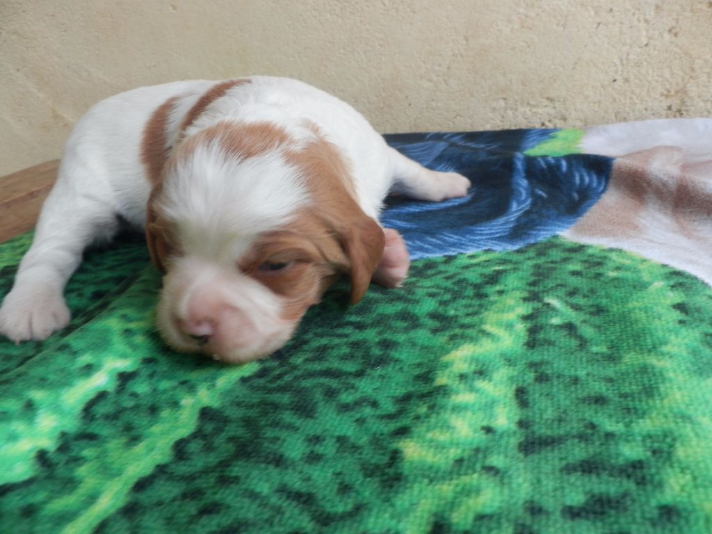 CHIOT