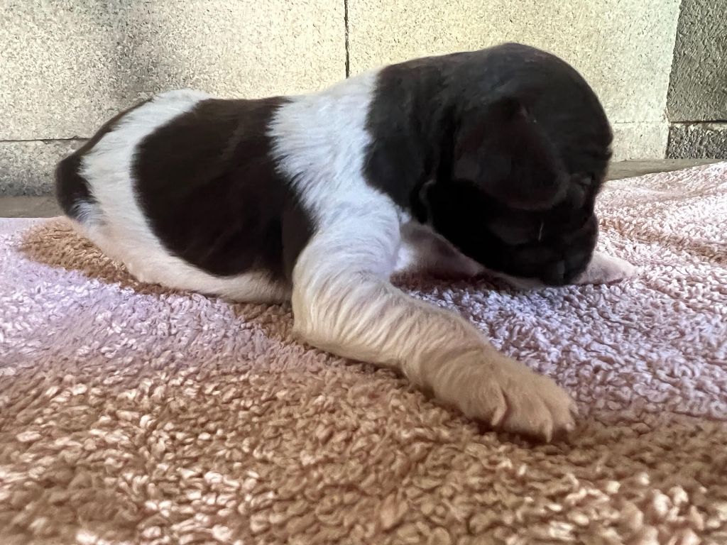 De La Pointe De Roumagnac - Chiots disponibles - Epagneul Breton
