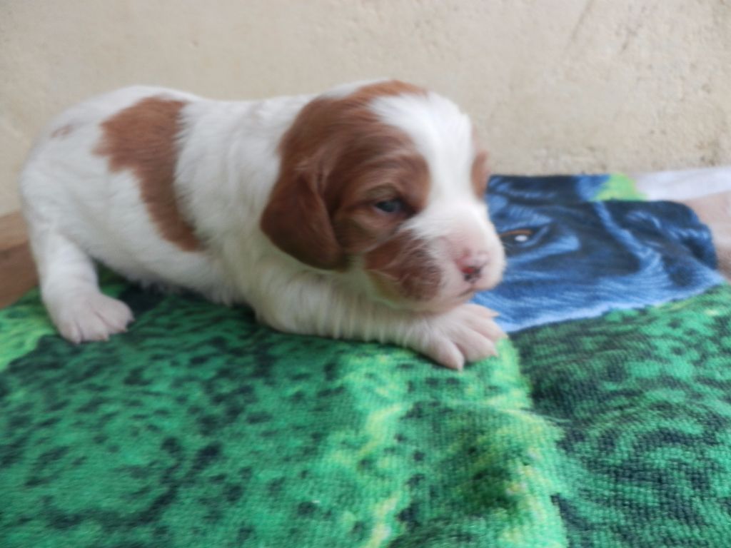 De La Pointe De Roumagnac - Epagneul Breton - Portée née le 14/11/2017