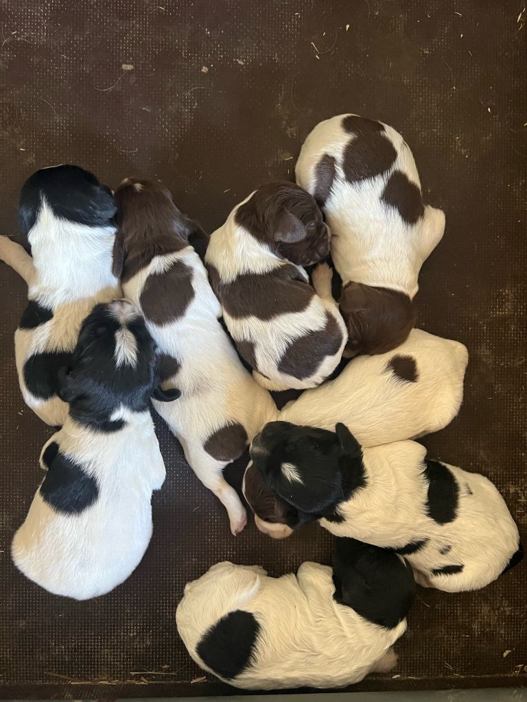 Chiot Epagneul Breton De La Pointe De Roumagnac