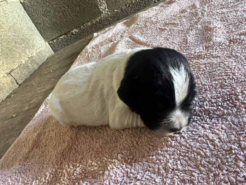 De La Pointe De Roumagnac - Chiots disponibles - Epagneul Breton