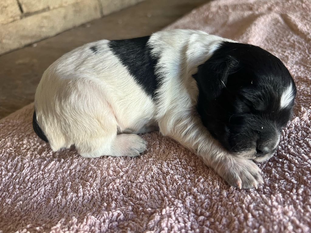 De La Pointe De Roumagnac - Chiots disponibles - Epagneul Breton