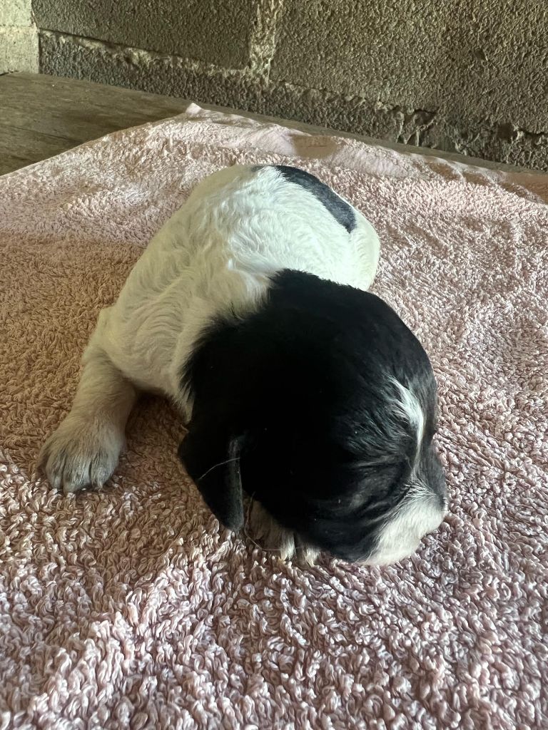 De La Pointe De Roumagnac - Chiots disponibles - Epagneul Breton