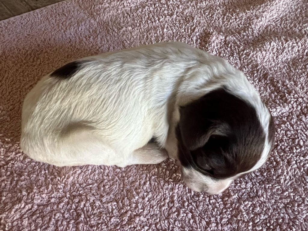 De La Pointe De Roumagnac - Chiots disponibles - Epagneul Breton