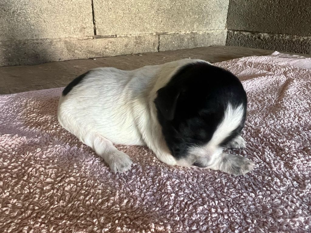 De La Pointe De Roumagnac - Chiots disponibles - Epagneul Breton